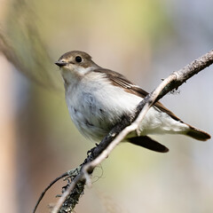 European pied flycatcher