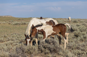 Poster - Wild Horse Mare and Foal in Wummer in the Wyoming Desert