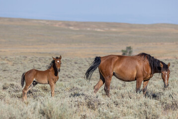 Poster - Wild Horse Mare and Foal in Wummer in the Wyoming Desert