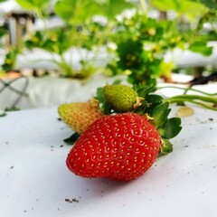 fresh strawberry in the farm