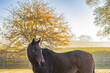 Close-up of a bay Thoroughbred gelding in a pasture on a foggy morning in the autumn.