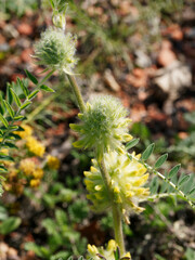 Poster - (Astragalus glycyphyllos) Gros plan sur tige rampante aux grappes de fleurs jaune pâle d'astragale réglisse ou Réglisse sauvage