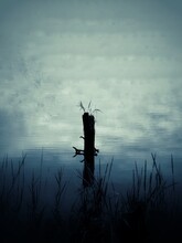 Silhouette Of A Dead Tree Stump In The Lake