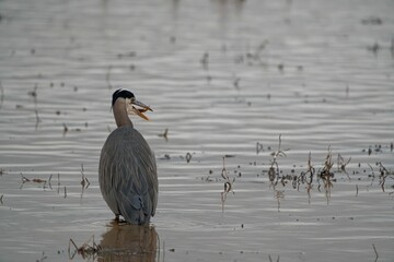 Sticker - Back view of Great blue heron in the pond with fish in the beak and dry grass around