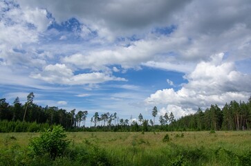 Sticker - Scenic view of a forest with trees and green grass under a cloudy blue sky