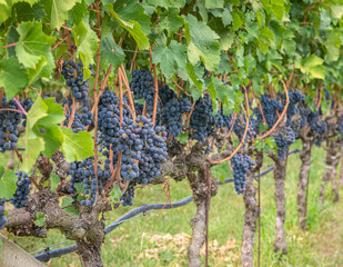 Lagrein grape variety. Lagrein is a red wine grape variety native to the valleys of South Tyrol, northern italy. Guyot Vine Training System - Selective focus with shallow deph on field