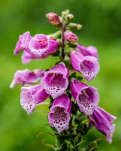 Shallow Focus Shot Of Foxglove Flowers And Buds Blooming In The Garden With Blur Green Background