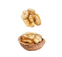 Watercolor walnuts isolated.