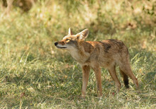 Young Coyote In Partial Shade In Afternoon Sun