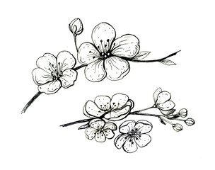 Wall Mural - blooming cherry branch. sakura spring flowers, isolated hand drawn sketch on white background.