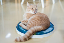 Red Cat Lies On An Interactive Toy. 