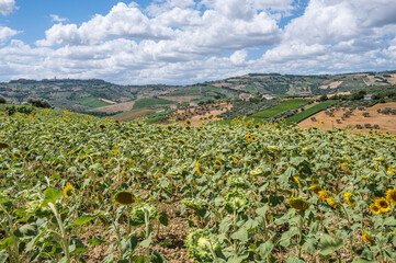 Wall Mural - Panorama of the Abruzzo hills with a field of sunflowers in the foreground