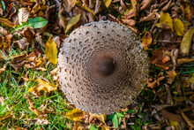 Macrolepiota Procera Or Lepiota Procera Mushroom Growing In The Autumn Forest. Ring And Large Scaly Hat Of Lepiota Procera Mushroom, Top View