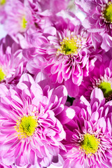 Sticker - All Saint s Day Flower Chrysanthemums in close view