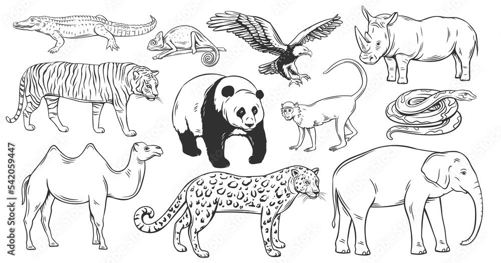 jungle animal outlines