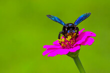 A Macro Closeup Image Of A Honey Bee Collecting Pollen From A Pink Colorful Zinnia Flowers In Bloom Background