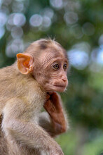Closeup Of Cute Little Adorable Asian Baby Monkey Sitting On Jungle With Bokeh Background