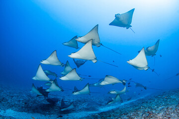 Wall Mural - Eagle rays