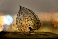 Closeup Shot Of A Chinese Lantern Isolated On A Bokeh Background