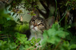 Tabby kitten under a bush