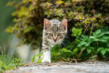 Fototapeta Pokój dzieciecy - Tabby kitten in a summer garden