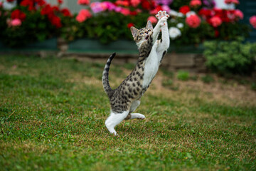 Kitten playing in a summer garden