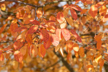 amelanchier lamarckii shadbush colorful autumnal shrub branches full of beautiful red orange yellow 