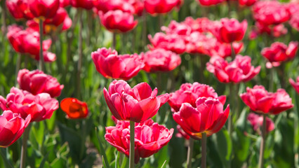 Sticker - Pink tulips bloom under sunshine in the garden.