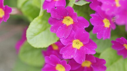 Wall Mural - Purple primrose with a yellow center. Primula juliae syn. Pruhoniciana.