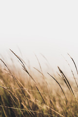 Naklejka na meble Mount Pulag National Park