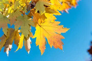 Wall Mural - autumn maple leaves