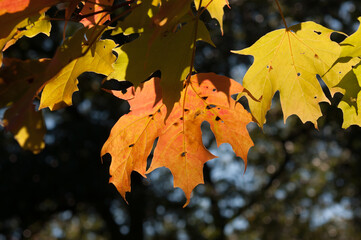 Wall Mural - autumn maple leaves (backlit by sun)