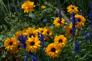 Sticker - double rudbeckia flowers in a late summer garden