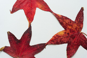 Poster - sweet gum autumn foliage arranged on blank paper