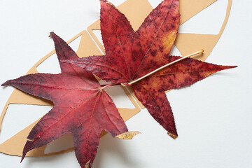 Sticker - two autumn sweet gum leaves on paper cutouts