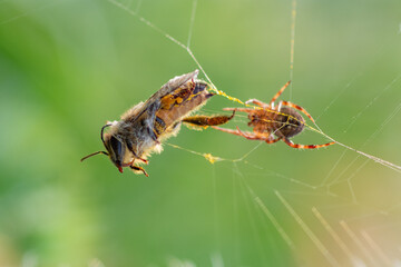 Wall Mural - A bee dead while stuck and trapped in a spider web with bokeh background 