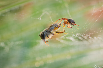 Wall Mural - A spider start to eat a trapped bee on its web with bokeh background 