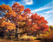 Mighty oak tree in autumn