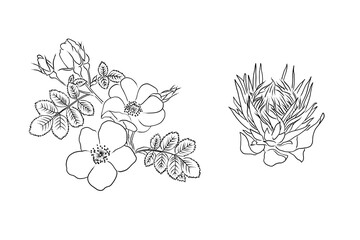 Wall Mural - Flowers Line Arts - One line drawing, botanical, herbal, flamingo, rose, floral illustration posters