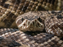 Close Up Of A Coiled Adult Eastern Diamond-back Rattlesnake