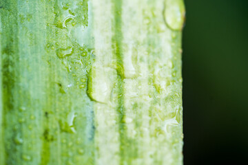 Beautiful drops of transparent water on a green leaf macro. Beautiful leaf texture in nature. Natural background