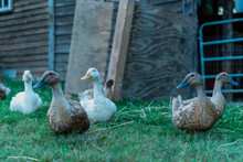 Closeup Of Several Ducks In The Farm