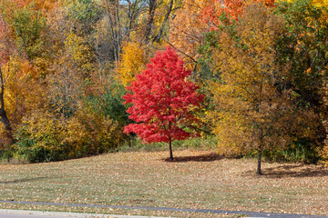 Wall Mural - full frame texture background of a red maple tree with brilliant fall color