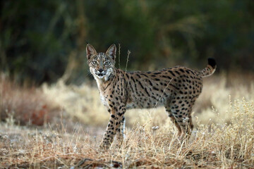 Sticker - The Iberian lynx (Lynx pardinus), young lynx in yellow grass. Young Iberian lynx in the autumn landscape.