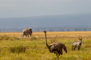 Poster - Ostrich, elephant, and zebra resting in the open terrain, Maasai Mara National Reserve, Kenya