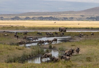 Poster - Group of antelopes resting grazing by watering hole, Maasai Mara National Reserve, Kenya