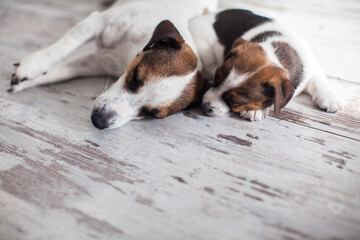 Wall Mural - Adult dog and puppy are sleeping peacefully on warm floor