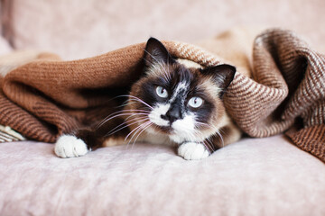 Wall Mural - Cat in wool cozy blanket sitting on sofa