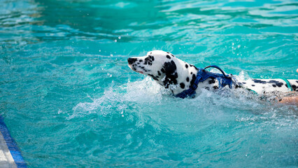 Dalmatian dog swimming in pool