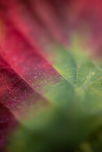 Close-up Macro Of Red And Green Leaf In Autumn